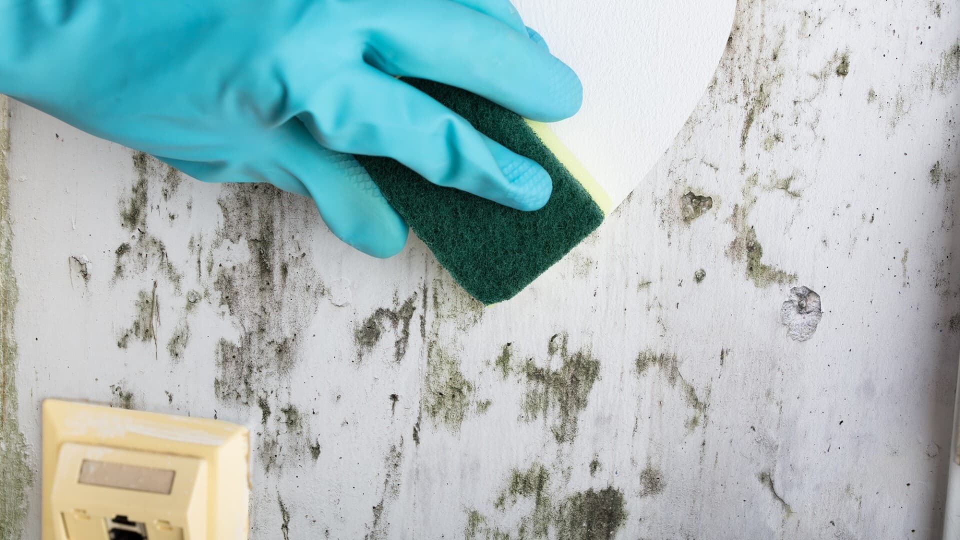 mold testing Gastonia